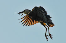 Night Heron - Newport Beach, California von Eye in Hand Gallery