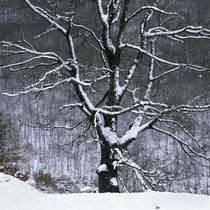 Tree von George Kavallierakis