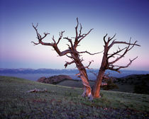 Limber Pine by Leland Howard