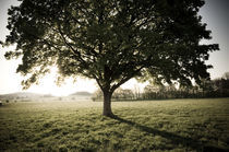 Morgenstimmung am Vogelsberg IV by Thomas Schaefer