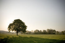 Morgenstimmung am Vogelsberg II by Thomas Schaefer