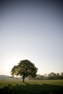 Morgenstimmung am Vogelsberg I by Thomas Schaefer