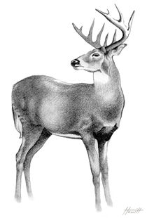 Whitetail Deer Stag von Patricia Howitt