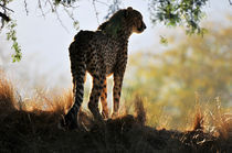 Cheetah by Eye in Hand Gallery