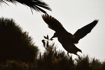 Night Heron Building a Nest, Newport Beach, California von Eye in Hand Gallery