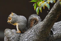 Squirrel in Newport Beach, California von Eye in Hand Gallery