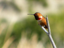 Hummingbird Posing, Newport Beach, California by Eye in Hand Gallery