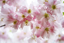 Pink Blossoms by Tabita Harvey