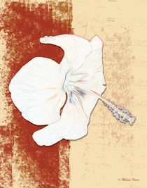 White flower by Milena Ilieva