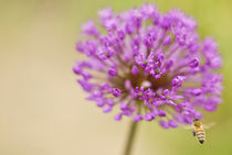 purple urchin von Margo Khalys