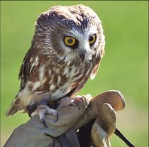 Saw-Whet Owl von Kevin Hertle