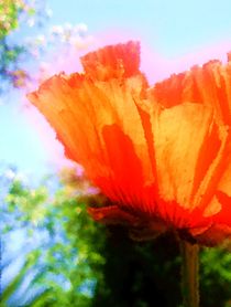 Mohn-Impression by Maria-Anna  Ziehr