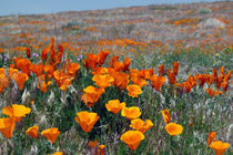 California Poppies Near and Far von Jennifer Nelson