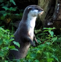 Mother Otter by Peter Valente