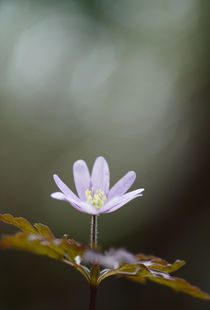 Anemone pseudoaltaica by Yukio Otsuki