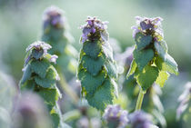 Lamium purpureum by Yukio Otsuki