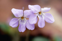 Viola grypoceras von Yukio Otsuki