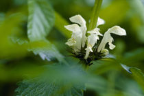 Lamium album var. barbatum by Yukio Otsuki