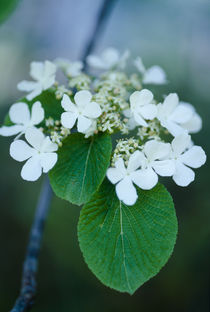 Viburnum furcatum by Yukio Otsuki