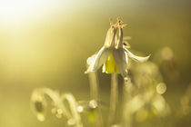 Aquilegia buergeriana f. flavescens by Yukio Otsuki