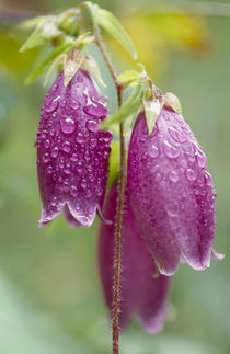 Campanula punctata Lam. var. hondoensis (Kitam.) Ohwi von Yukio Otsuki