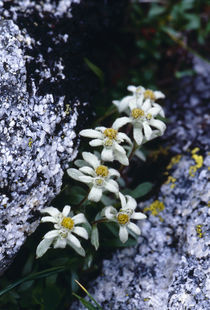 Leontopodium shinanense by Yukio Otsuki