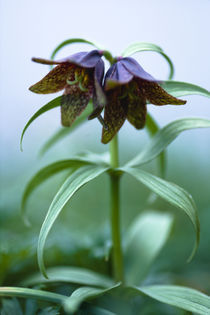 Fritillaria camtschatcensis ssp. alpina by Yukio Otsuki