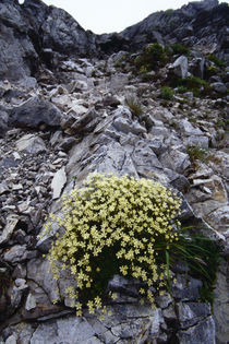 Minuartia macrocarpa (Pursh) Ostenf. var. jooi (Makino) Hara by Yukio Otsuki