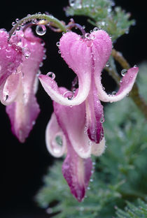 Dicentra peregrina von Yukio Otsuki