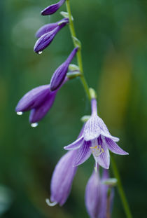 Hosta sieboldii by Yukio Otsuki