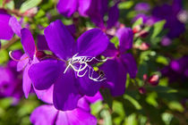 Tibouchina Flower by Mike Greenslade