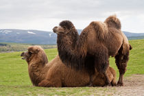 Pair of Bactrian camels by Linda More
