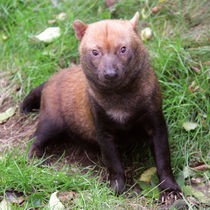 Bush Dog sitting looking at camera by Linda More