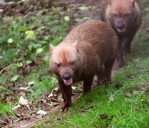 Bush Dogs walking in woods by Linda More