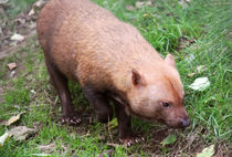 Bush Dog searching for food in woods by Linda More