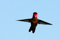 Hummingbird in Flight von Eye in Hand Gallery