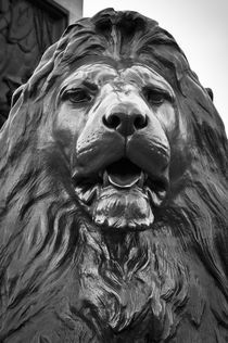 London, Trafalgar Square, Nelson's Column, Lions by Edwin Landseer by Alan Copson