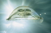 Jellyfish Underwater