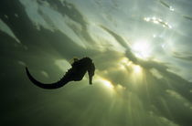 Seahorse silhouette, underwater view