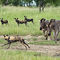 Wilddog-being-chased-by-zebras