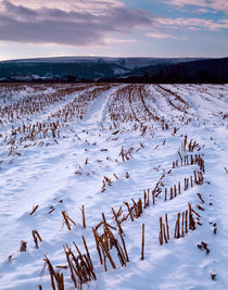Snow coverd field, Somerset, England. by Craig Joiner