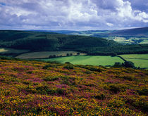 Selworthy Beacon, Exmoor, England von Craig Joiner