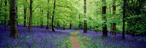 Forest of Dean Bluebells von Craig Joiner