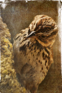 Birds - Sparrow (Chondestes grammacus) by Eye in Hand Gallery