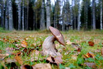 Pilz mit Knick von tinadefortunata