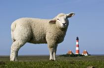 Lamm vorm Westerhever Leuchtturm von Annette Sturm