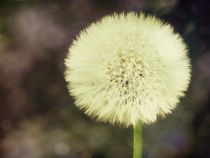 Dandelion von Sybille Sterk