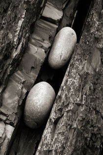 Trapped Pebbles in Cornborough Cliff by Craig Joiner