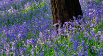 Bluebell Wood by Craig Joiner