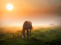 Foggy breakfast von Maxim Khytra